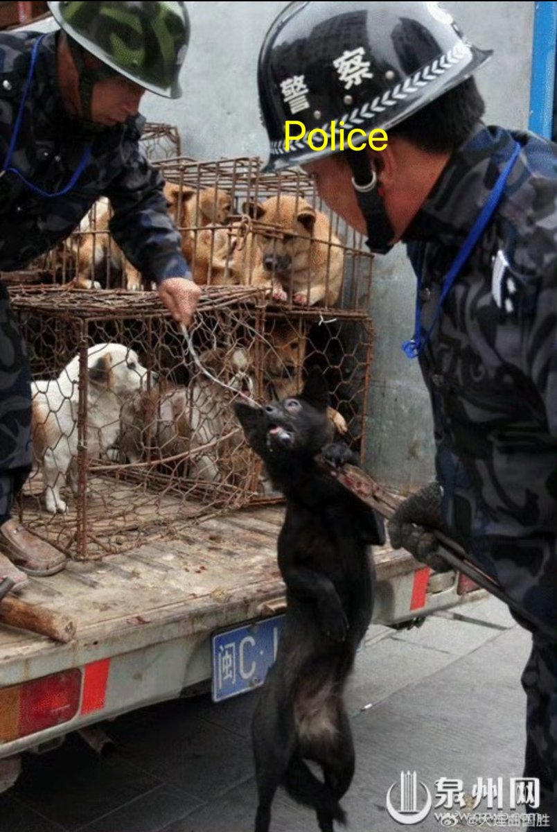 🇨🇳 #China🇨🇳 #ALLDogsDieInChina because the same old excuse, a boy supoosedly died after rabies #vaccine after dog bite. 
Why can other countries manage effective rabies #vaccines, #spayneuter,  and #animalshelters? It's always a war in #China🇨🇳 against dogs.