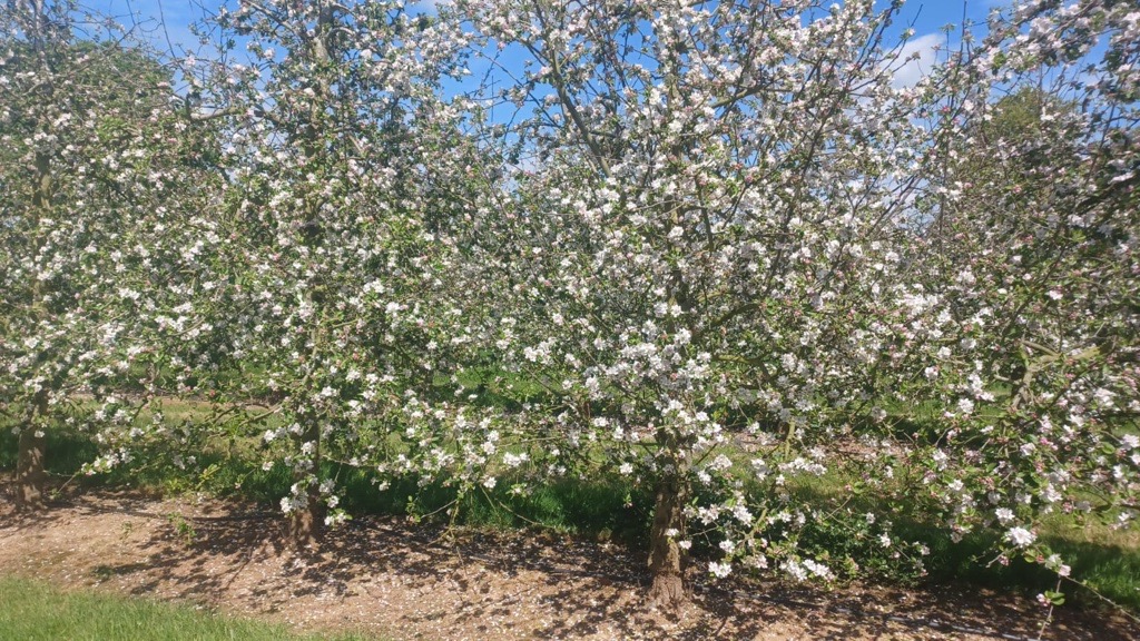 Fiona in flower 😍 📷 Matt Greep #cider #apple #blossom