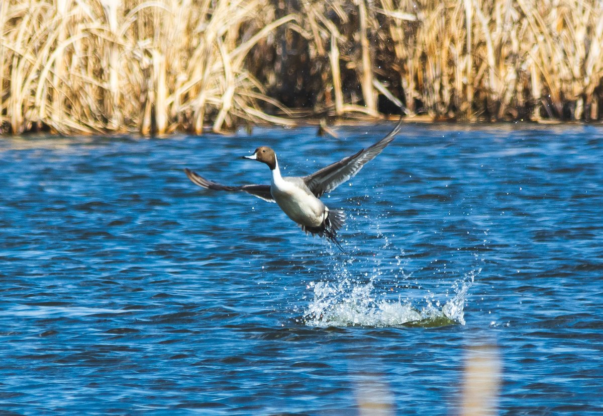Spring is here and with it comes bird migration! This northern pintail was observed by @inaturalist user naturenickpics in Edmonton, Alberta and is this week's #DUCMigrationTracker featured observation. Add your observations! ➡️ loom.ly/VAdQQVE