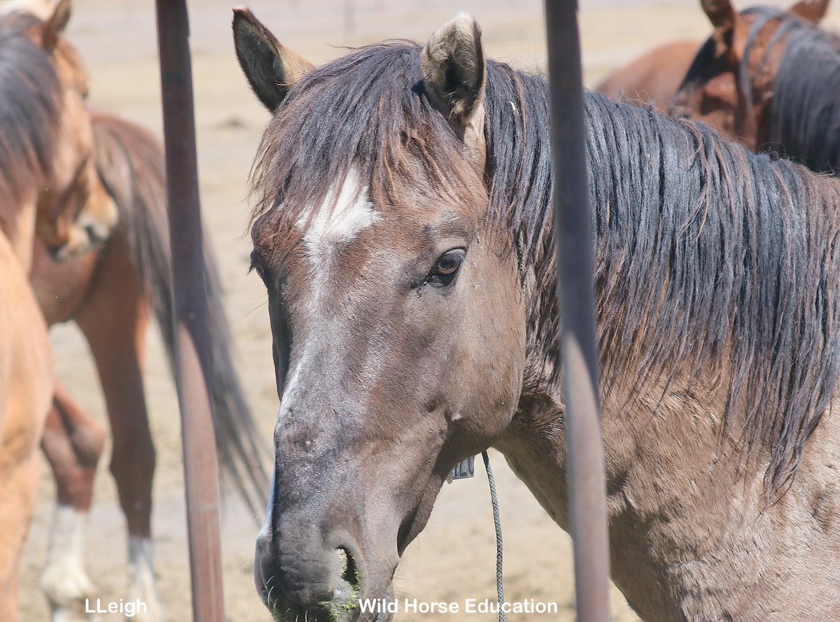Hard Look: Winnemucca Facility tinyurl.com/4x3tuvaf
Our investigative team exposes aftermath of the massive East Pershing Complex roundup. In February alone, 70 #wildhorses died & were rendered.
Tour of off-limits facility exposed feed lot conditions. Join us to stop abuse.