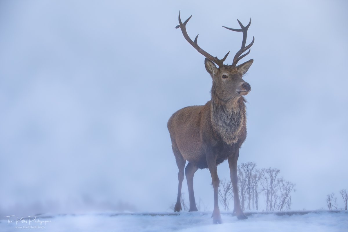 A majestic stag at Loch Tulla :)

#Stag #Deer #Scotland #VisitScotland #TheKiltedPhoto #Outandaboutscotland #scottishbanner #scotlandmagazine #scottishfield