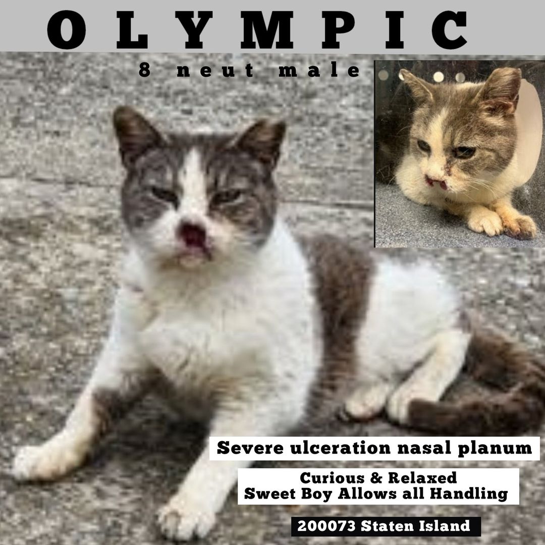 🔥🔥🔥🆘🆘 For Olympic 8 yo in SI ACC 🔥 Huge medical priority 🚨🚨 Needs out Asap 🏥 This poor boy has a severe ulceration nasal planum 💔😿 For NH partner only - awaiting rescue 🆘 Please RT or pledge if you can to save his life 🆘 very urgent 🙏 Thank you