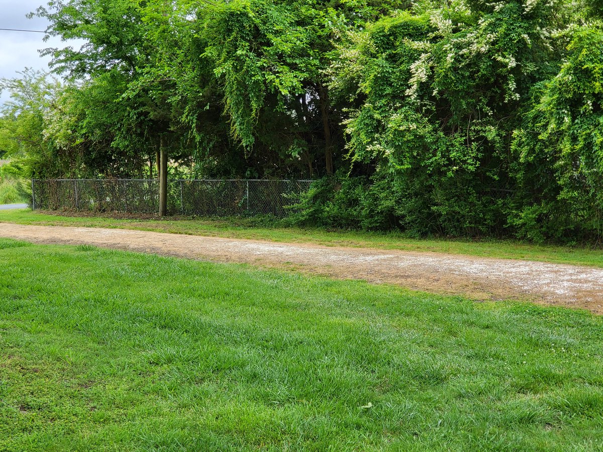 Fence panels up. Have to trim the posts.

Started the next project of clearing out overgrowth on the South side.

I want to get as much done before the summer weather makes it horrible to work outside.