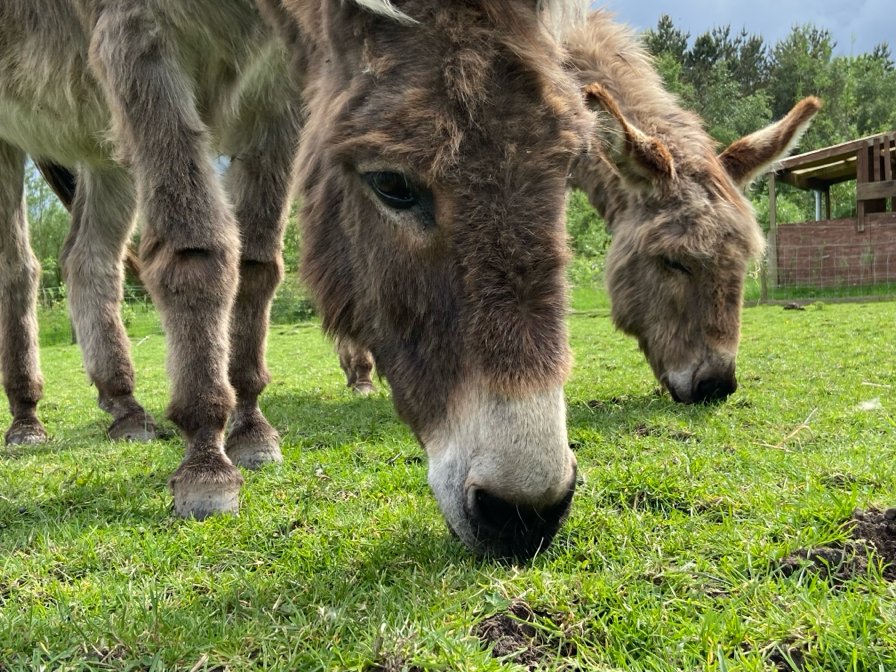 Our #rescuedonkeys had their yearly visit from the @DonkeySanctuary welfare officer this week and we are proud to receive a glowing report yet again... 'A super, caring home!' 🥰 Bruce and Luke are in very good hands with Farmer Steve! #LadybridgeFarm #farmlife #donkeys