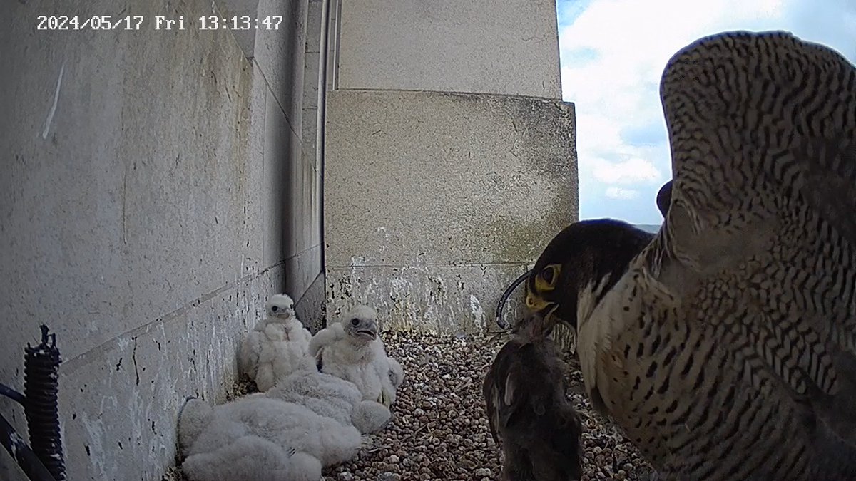 Leeds Uni Peregrines🥚🥚🥚🥚 (@UoLperegrine) on Twitter photo 2024-05-17 12:38:59