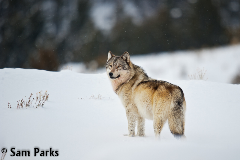 Today is #EndangeredSpeciesDay, a good day to remember that Wilderness protects the critical habitat needed by so many threatened and endangered species. To help #StopExtinction we must #KeepItWild!