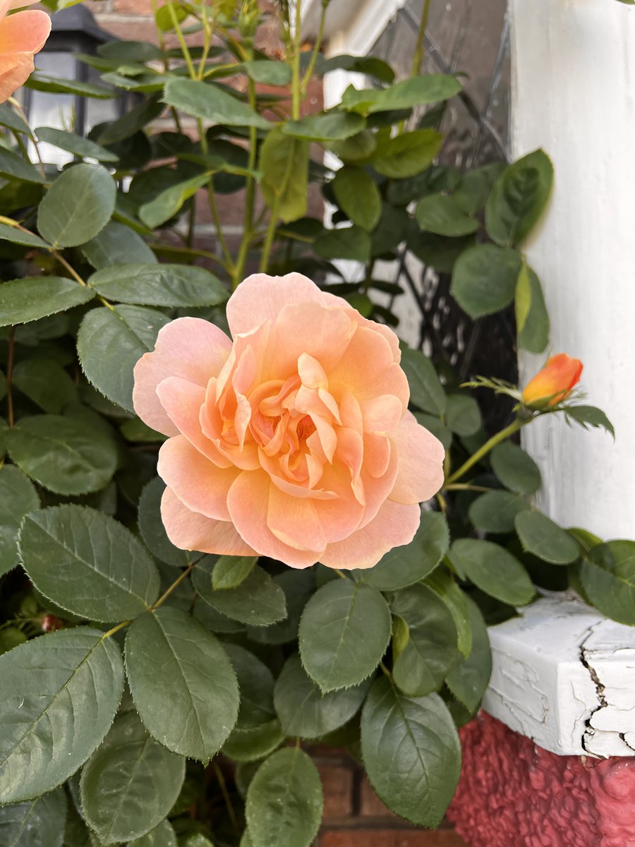 This is the other Carmen in my life. She lives outside our front door and frequently becomes sufficiently profuse that she needs to be attacked with a knife (OK, with secateurs) so that we can get into the house!