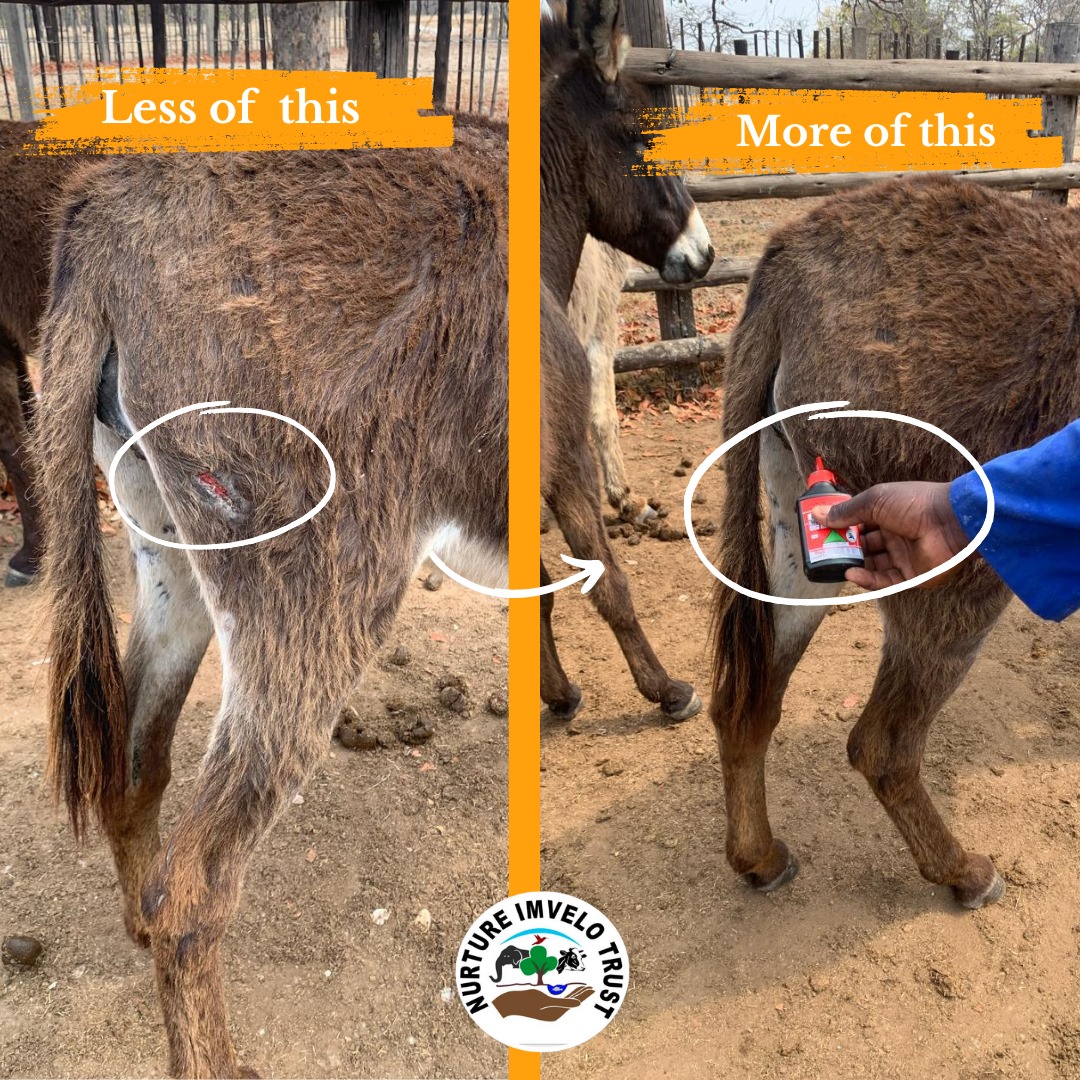 One should avoid allowing their donkeys to remain active while having untreated wounds. It is imperative to ensure that all wounds are promptly and properly tended to.

#donkeysanctuary
#donkeyhealthmatters
#welovedonkeys❤️