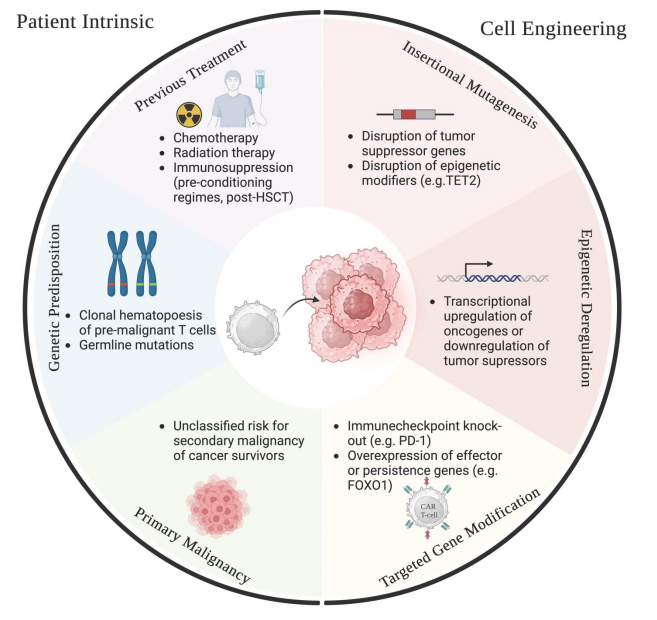 The Fate(s) of CAR T-Cell Therapy: Navigating the Risks of CAR+ T-Cell Malignancy by Mohamed Abouelenein @USC in @BCD_AACR #CARTCell #immunotherapy aacrjournals.org/bloodcancerdis…