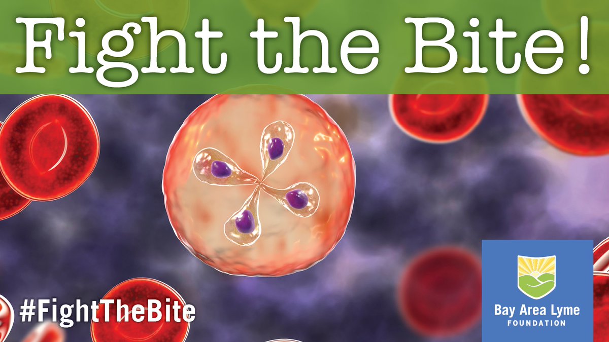 It's estimated that as many as 13% of #Lymedisease patients in Babesia-endemic areas are coinfected w/ B. microti. Babesiosis is caused by the bite of a tick infected w/ B. microti.

Read the study & learn more about the signs & symptoms of #babesiosis: bit.ly/3rX9svb