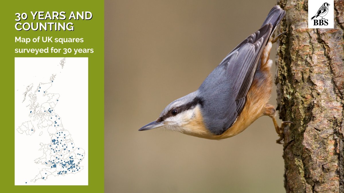 1/ Almost all participants in the Breeding Bird Survey are volunteers. A total of 102 have surveyed at least one @BBS_birds square each year since 1994. We will be celebrating these ‘BBS Lifers’ throughout the year on this platform. Discover the report ➡️bto.org/bbs-results