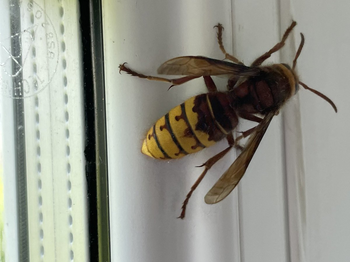 Office visitor just now…. Vespa crabro #HornetsWelcome