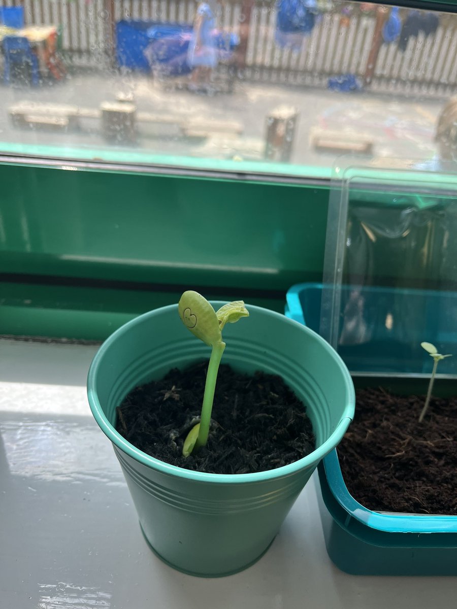 An update on our plants in reception! Our grass is growing long, our magic bean has sprouted and our tomatoes are shooting! <a href="/ComberbachMrsG/">Mrs Green</a> @ComberbachMrsY