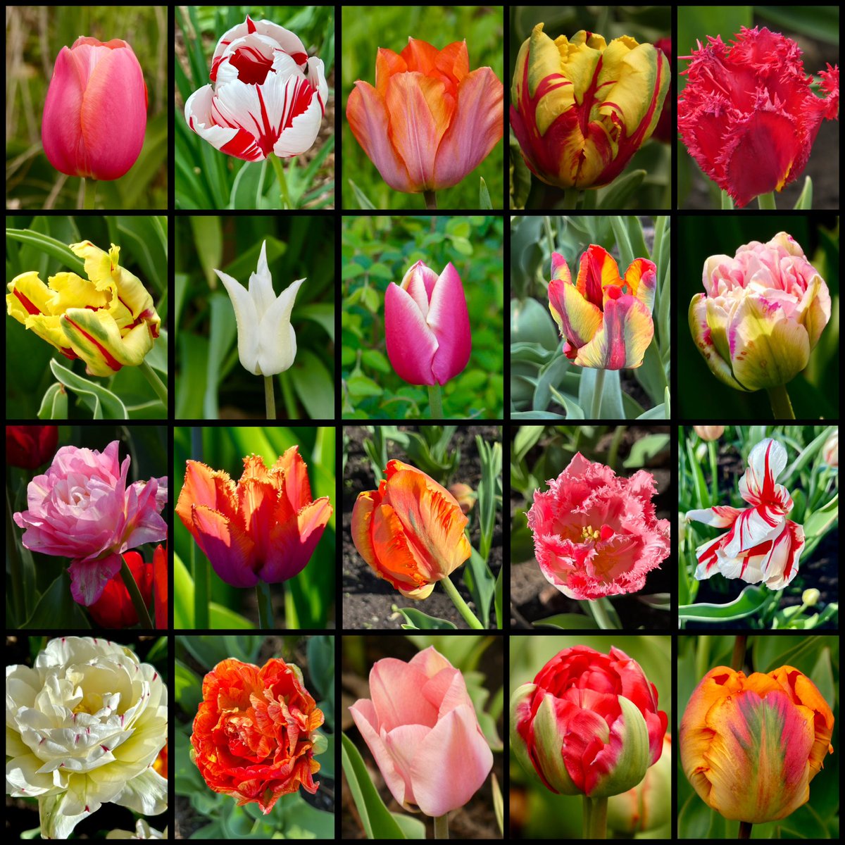 Happy Friday beautiful people 🫠 Last weekend for the Ottawa Tulip Festival 🌷🌷🌷 I must have taken hundreds of photos 📸 in the past few weeks of tulips 🌷 Here are some of my favourite tulips from this year’s festival 🌷🌷🌷 #FlowersOnFriday #CdnTulipFest #MyOttawa