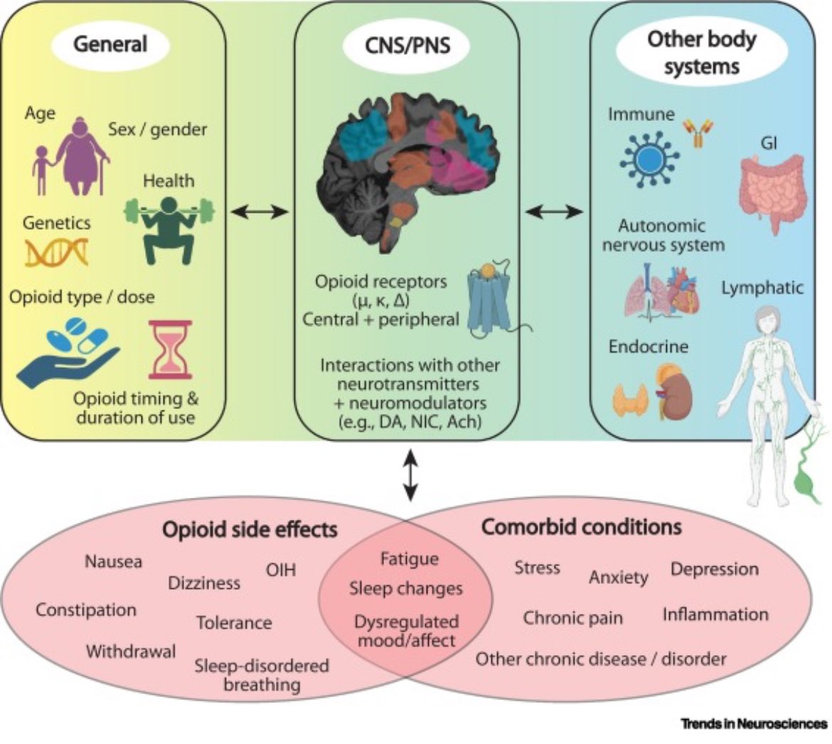 Now published online!🎉 New @TrendsNeuro article reviewing the latest cutting-edge science and what we still need to know about how opioids 💊impact the human brain.🧠 ⭐️Open Access⭐️until July 6th via this Share Link: authors.elsevier.com/a/1j6DRbotq3zH…