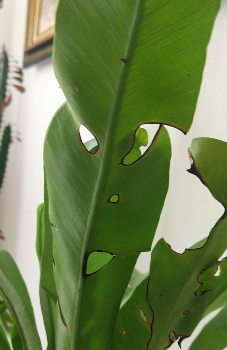 chris40851's tweet image. La verdure masquée ...
#Asplenium