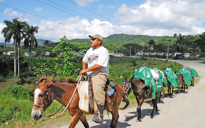 Desde el Gobierno Provincial del Poder Popular de #Guantánamo, muchas felicidades a todos los campesinos cubanos en su día, que dan todo su empeño en la producción de alimentos para el pueblo.
#JuntosPodemosMás