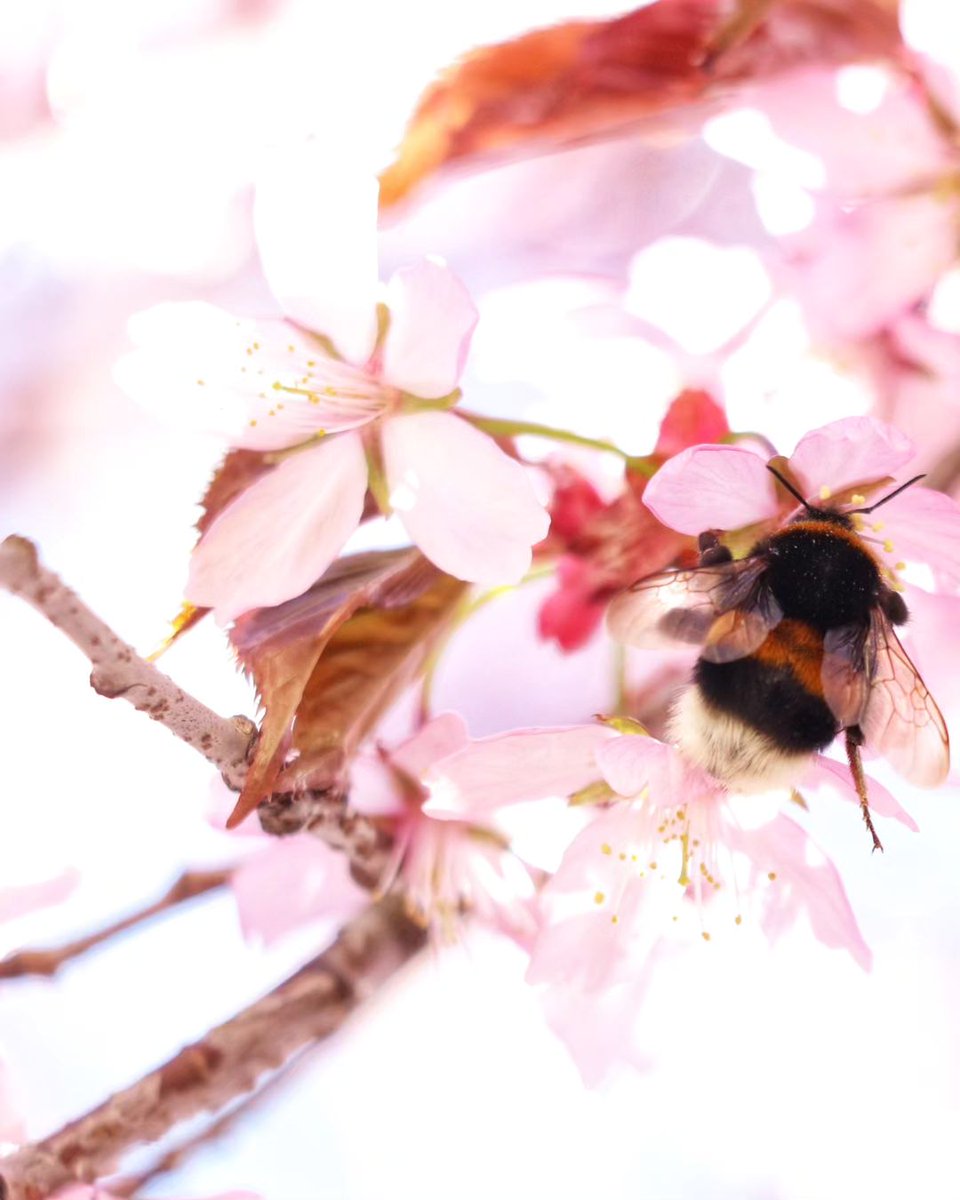 Signs of spring abound now in Finland. Thanks to jaana.nurmi, suski_pee, markkufilatov, and mystory.pics for tagging us in their photos on IG: instagram.com/discoveringfin…