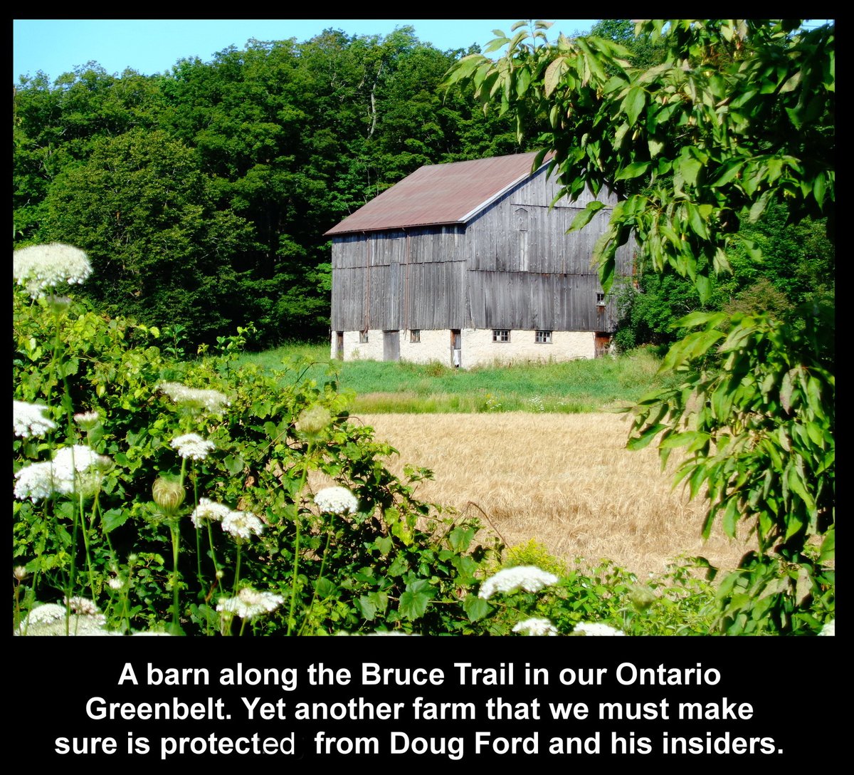 Day 538g of our pictures & the Doug Ford urban sprawl must be stopped. Let's finish this with saving all our #Greenbelt and STOP #Hwy413 the Bradford Bypass & save farms. #DougFordisaLiar & the #RCMP investigation continues. #FightForFarmland @NFUOntario #farming @pfenningsfarm