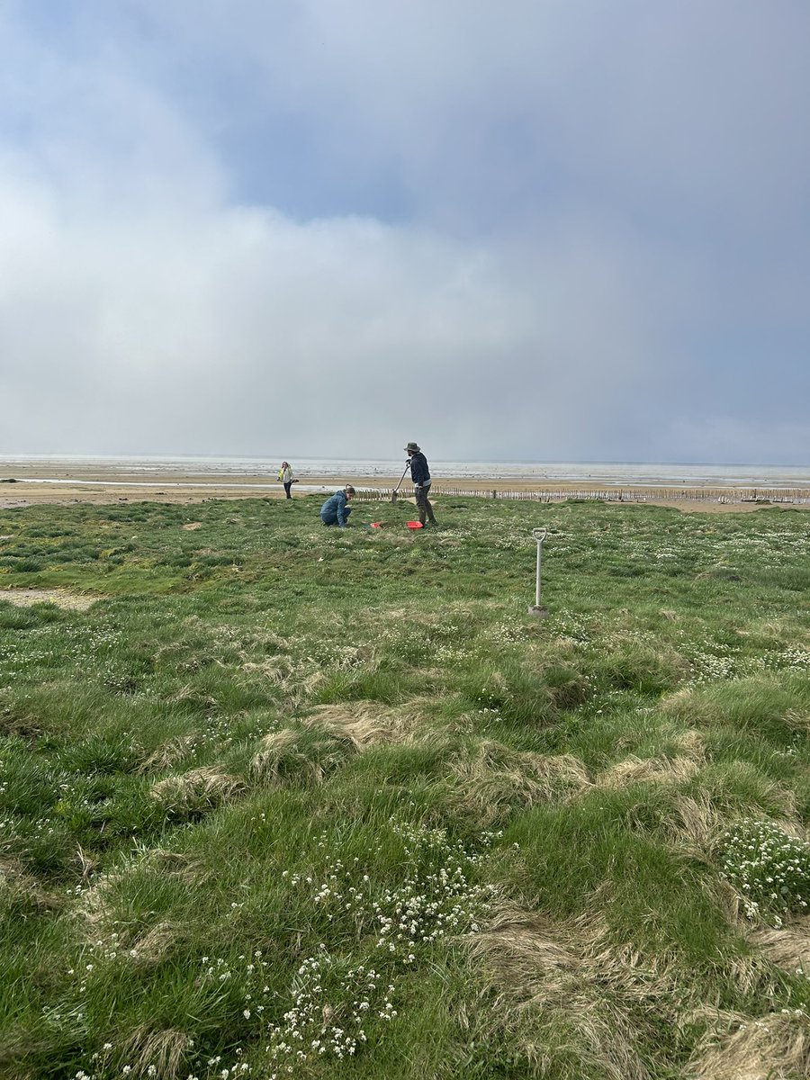 A few volunteers from MOC met up with @greenshores1 in Dornoch to help with some saltmarsh planting and see how they are restoring coastal habitats. Logged a couple of seagrass locations on @ProjectSeagrass #SeagrassSpotter App👍 #CitizenScience #dornoch #saltmarsh #seagrass