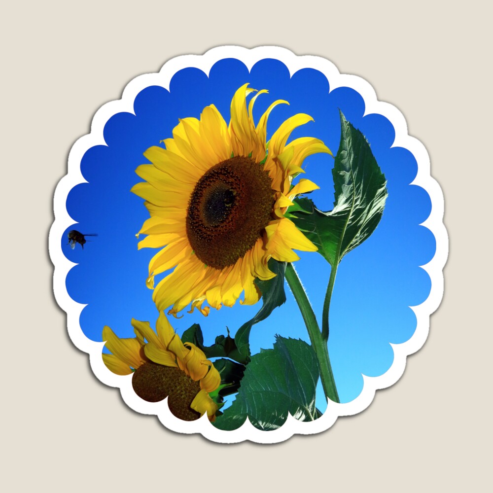 #Magnets are discounted 25% at the moment in my #redbubbleshop Have a look here: redbubble.com/people/kasapo/… #AYearForArt #BuyIntoArt #magnet #sunflower #homedecor #homeandliving #onlineshopping #WomensArt #fridge #fridgemagnet #shopping #shoppingonline #discount #BargainHunt #art