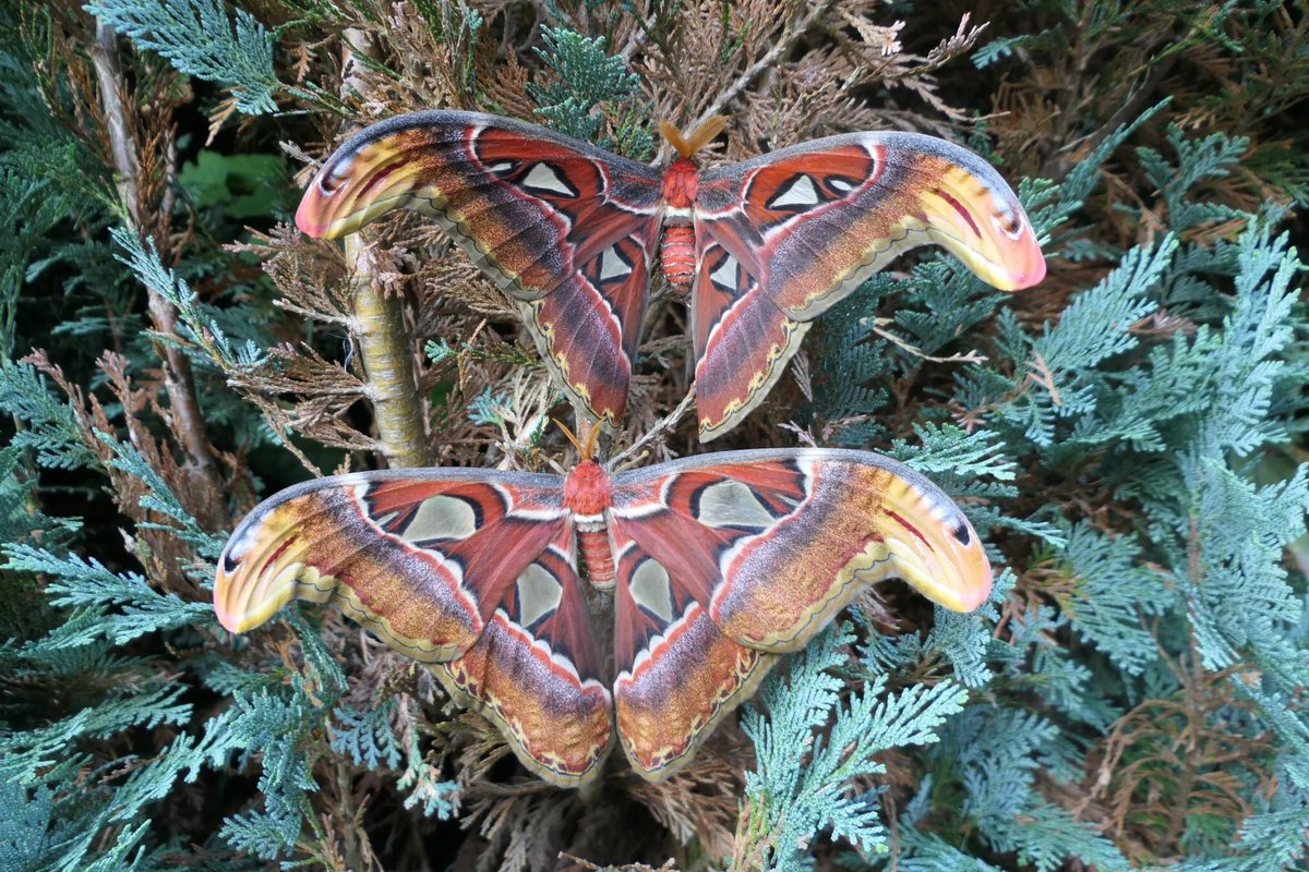 Attacus atlas / Atlas moths 🤗 (Moth of the day)