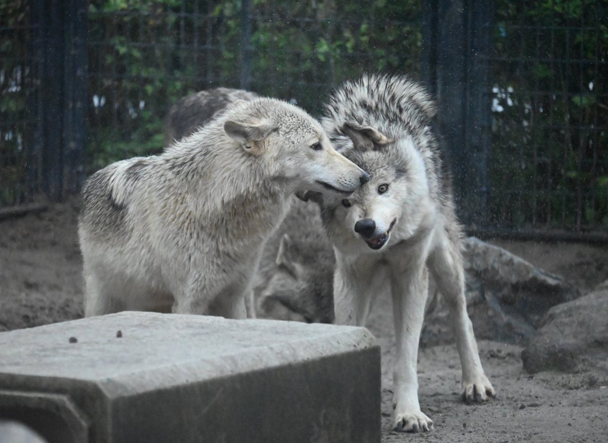 ヨモギとショウ

#シンリンオオカミ #平川動物公園