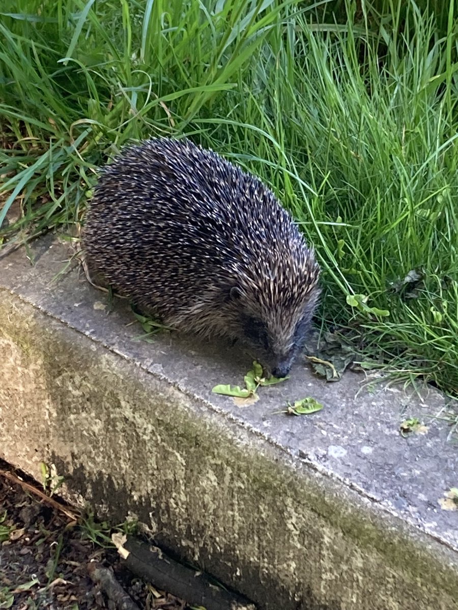One of our most asked questions is do we have hedgehogs on campus or when was the last sighting?🦔   Well during Hedgehog Awareness Week, we had a sighting of one just alongside the David Lewis Playing Fields!🌲   We want to say thankyou to Andrew Clark who sent us this photo! 🤩
