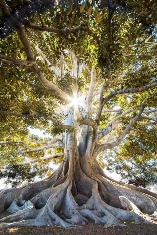 The Ceiba was the most sacred tree to the ancient Mayans and, according to Mayan mythology, it was the symbol of the universe. The tree meant a communication route between the three levels of the earth......

via Merlyn Mahalo 🌺