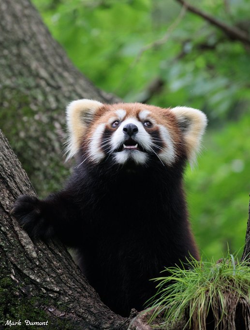 The Cincinnati Zoo supports the efforts of the Red Panda Network to protect red pandas & their bamboo forests in the wild. #endangeredspeciesday