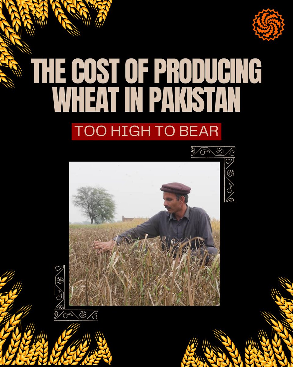 The cost of producing wheat is too high for farmers in Pakistan. The returns on this year's yield don't even cover their expenses, let alone investments for the next season.

#punjabfarmers #governmentpolicies #agriculturalcrisis #policyreversal
