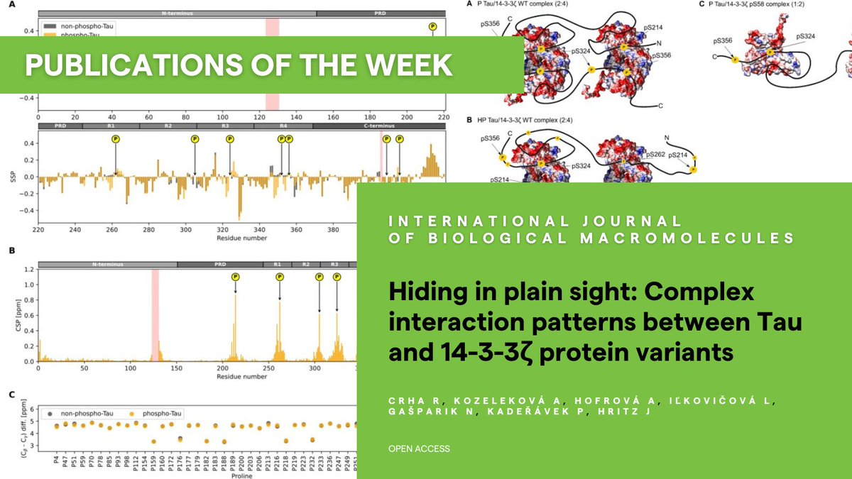 📗 #PublicationsOfTheWeek: 'Hiding in plain sight: Complex interaction patterns between Tau and 14-3-3ζ protein variants' in International Journal of Biological Macromolecules @elsbiomedchem See more ➡️ sciencedirect.com/science/articl… #CEITECScience