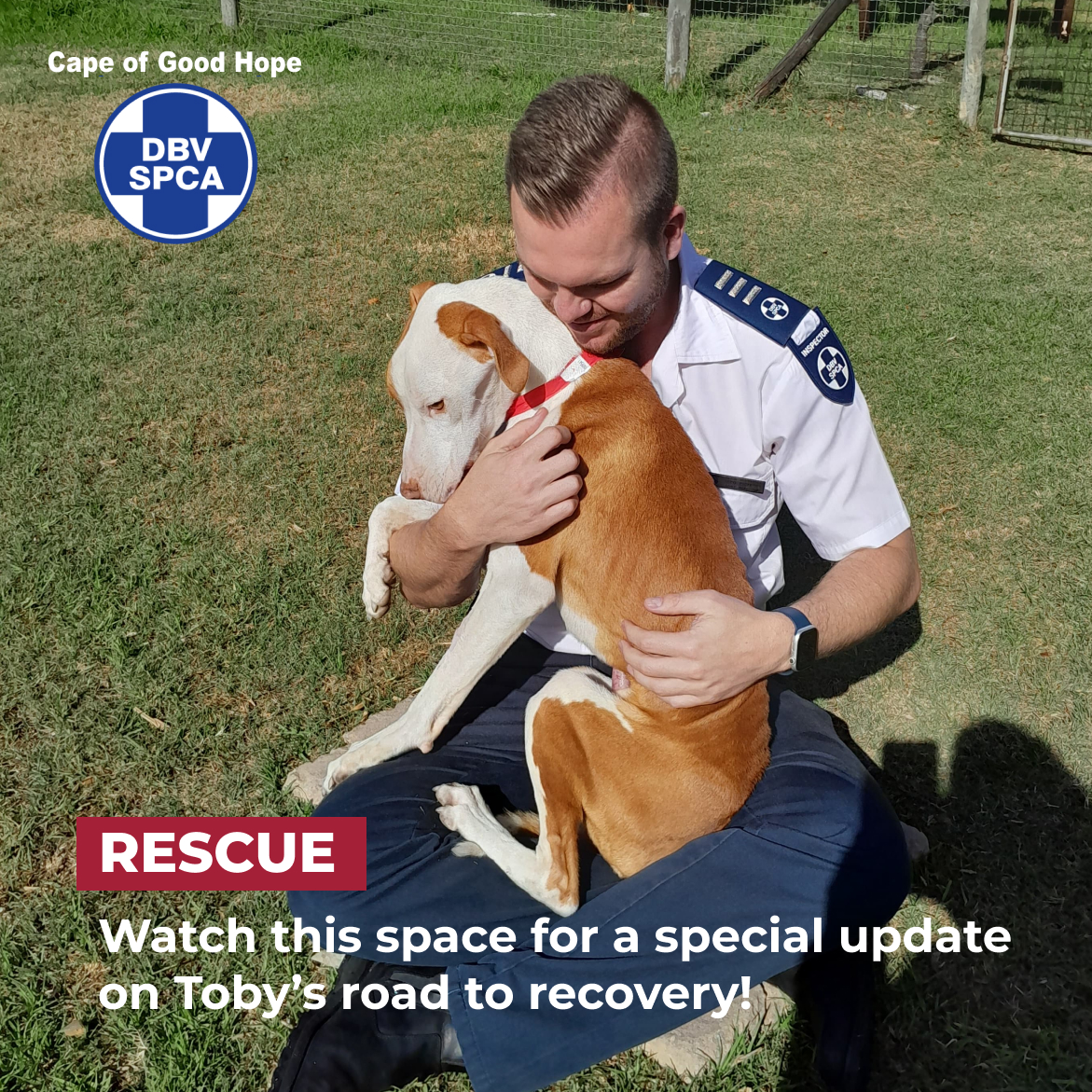 🎉 We have a special visitor tomorrow, keep an eye out for our posts and more updates on Toby’s recovery! 👇 pulse.ly/mmvv7p2otk 🦸🏽‍♂🦸🏼#AnyoneCanBeAHero #HeroesOfTheSPCA #AnimalRescue #SaveToby #DogAbuse #DogRehabilitation #StarvationAnaemia #CapeSPCA #CapeTown