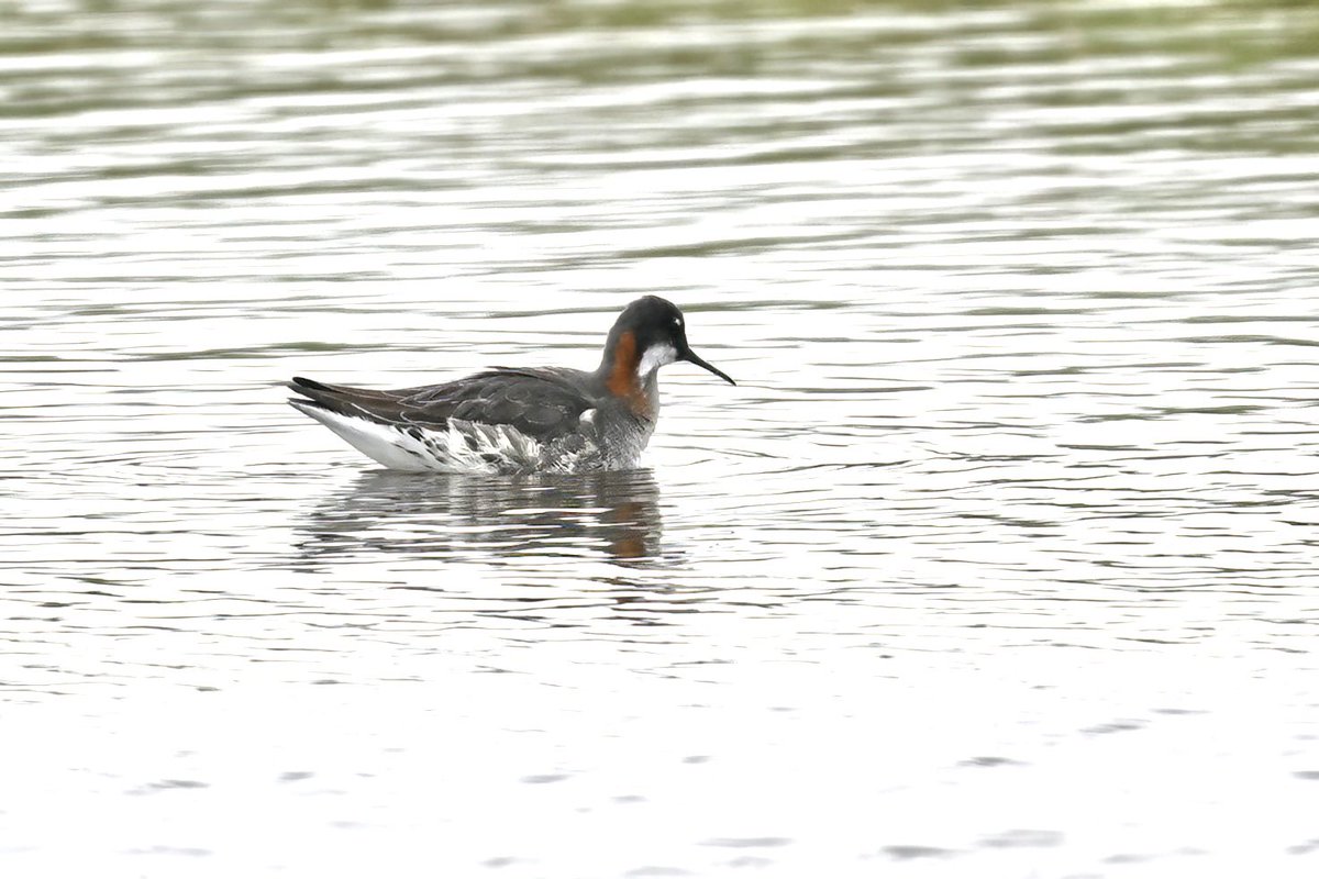 Red-necked Phalarope Outer Hebrides