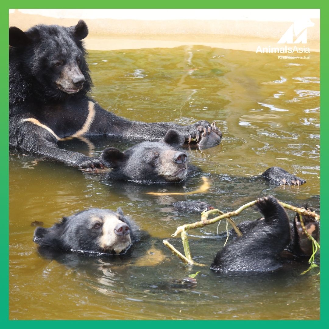 Reflecting on the week's emotions, marked by Ha Long's departure, we're grateful for our incredible bear care team. To our heroes: thank you for your tireless dedication and love! 🐻💕 #BearCare #Heroes #BearCarers #AnimalWelfare #BearSanctuary #AnimalSanctuary