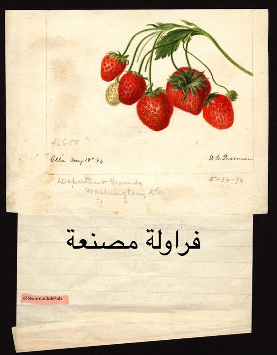 SwampOakPub's tweet photo. "فراولةٌ مُصنّعةٌ تُبهرُ الأنظارًا دائريةٌ مثاليةٌ بلا عيب لكن طعمها مُفتقرٌ للحلاوة والطيبة و كذلك نحن…" 

اقرأ المزيد {https://t.co/CmQwNsncWG} https://t.co/4fPJfTMHHG