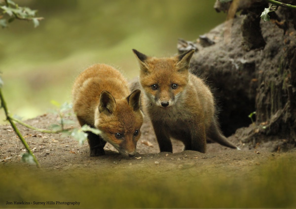 It's always a joy to see fox cubs! ✨ Now that it's May, you can see more cubs playing outside their dens 💚 wildlifetrusts.org/wildlife-explo…