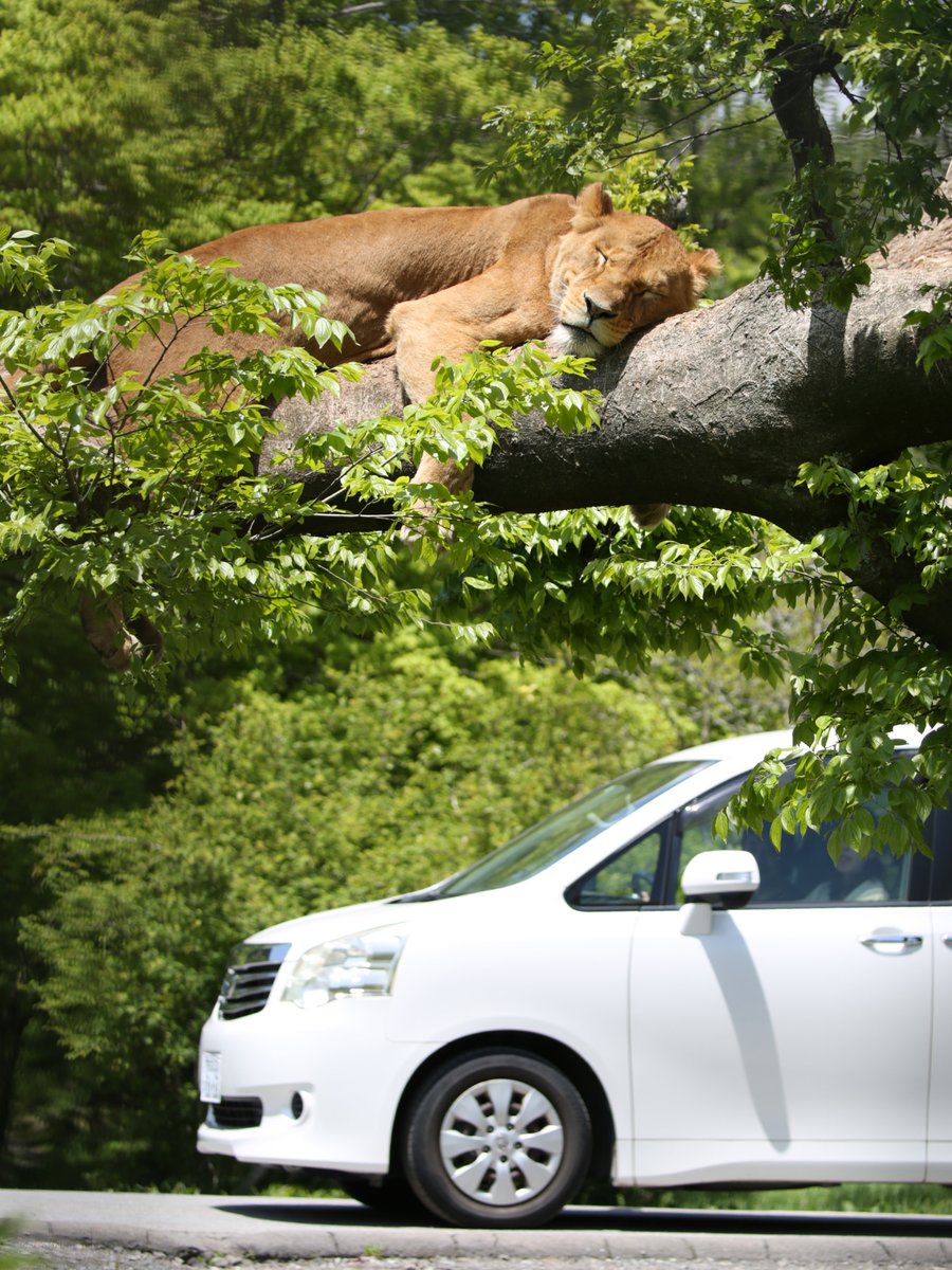 やっぱり、樹上は落ち着くみたい 😌 #ライオン #lion #富士サファリパーク fujisafari.co.jp/animal-safari/…