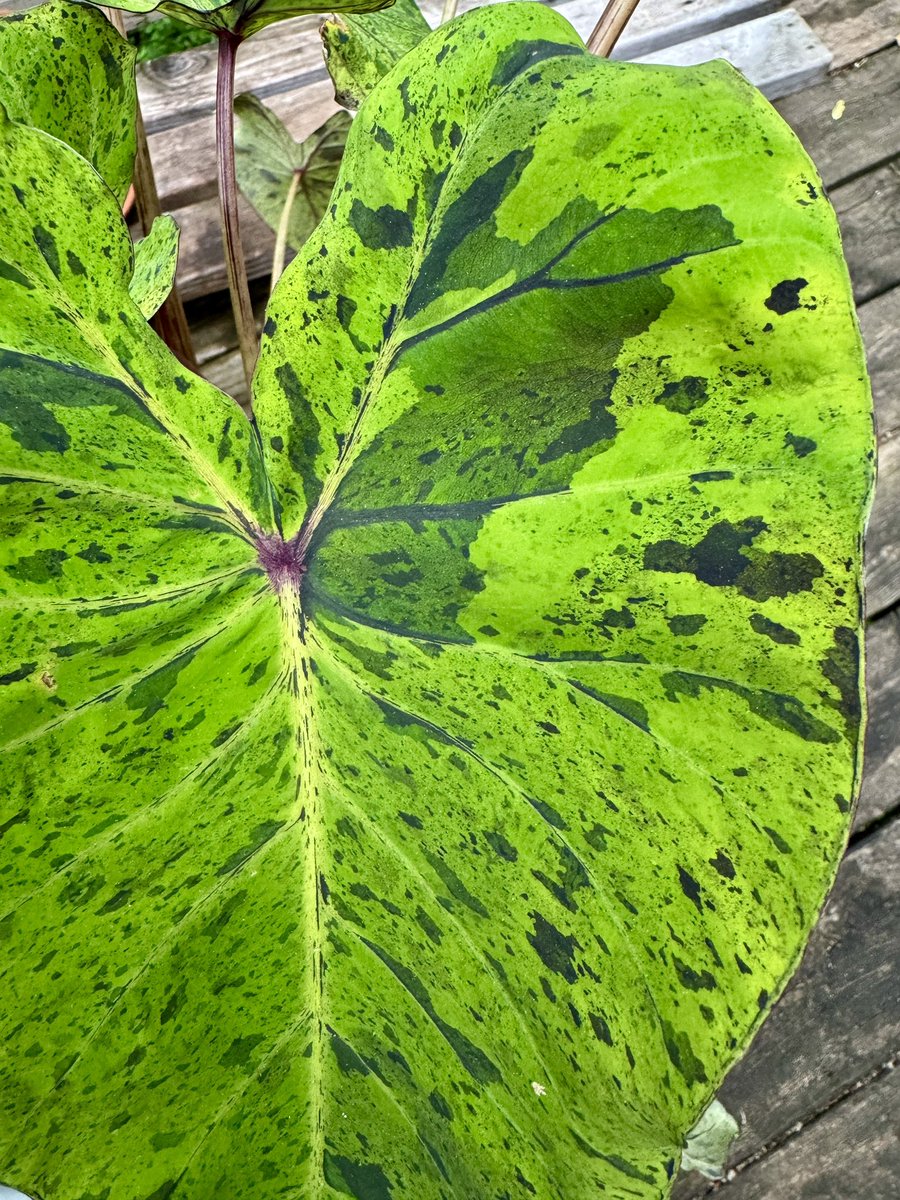 I can’t get over the colors, the patterns… the beauty!  #houseplants