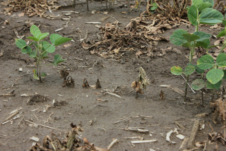 Check out An Overview of Soybean Seedling Diseases from Extension at cropprotectionnetwork.org/publications/a…. @cropdoc08 @cropdisease @TravisLegleiter @dsmuelle @MartinChilvers1 @AlbertTenuta @TNplantDR @damons @baldpathologist @DTelenko @badgercropdoc @SoybeanScience1 @UnitedSoy @badgercropdoc