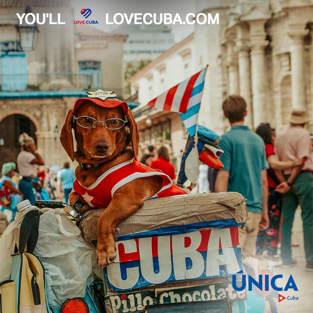 A furry friend enjoying the scenic ride through Cuba's streets. 🐶

#Cuba #cuban #lovecuba #ilovecuba #lovecubauk #ExperienceCuba #explorecuba #cubatravelling #cubatravellers #cubarchitecture #discovercuba #cubanculture #classiccars #classiccarculture #visitcuba #cubaattractions