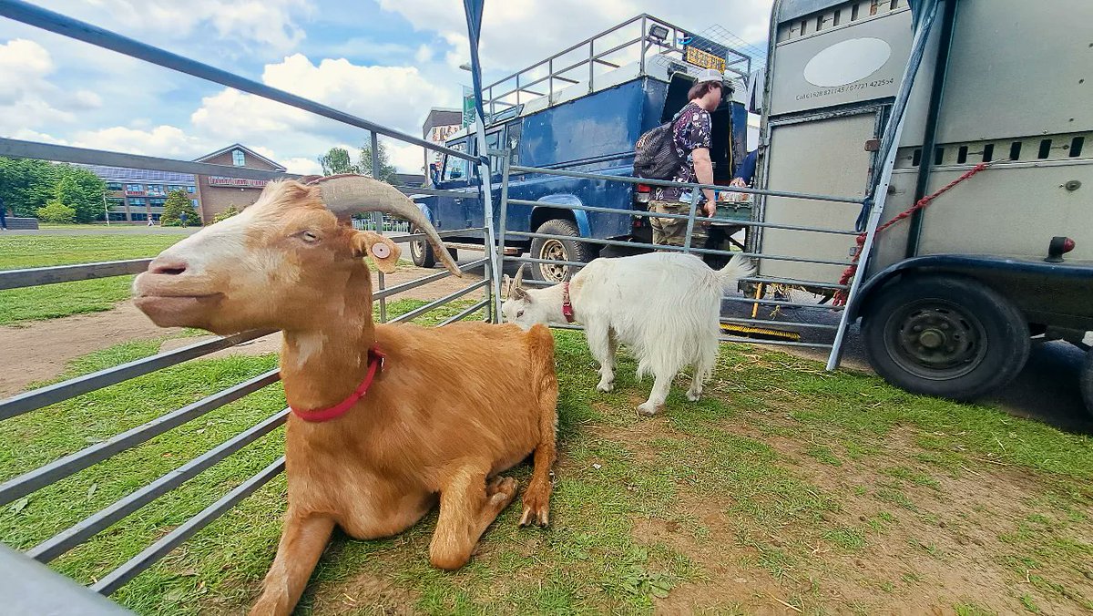 Why do we get a petting zoo in just to help our students take a break from the library and de-stress during the exam period? Because we're the G.O.A.T that's why! ...Not to be confused with the picture which is an actual goat 🐐