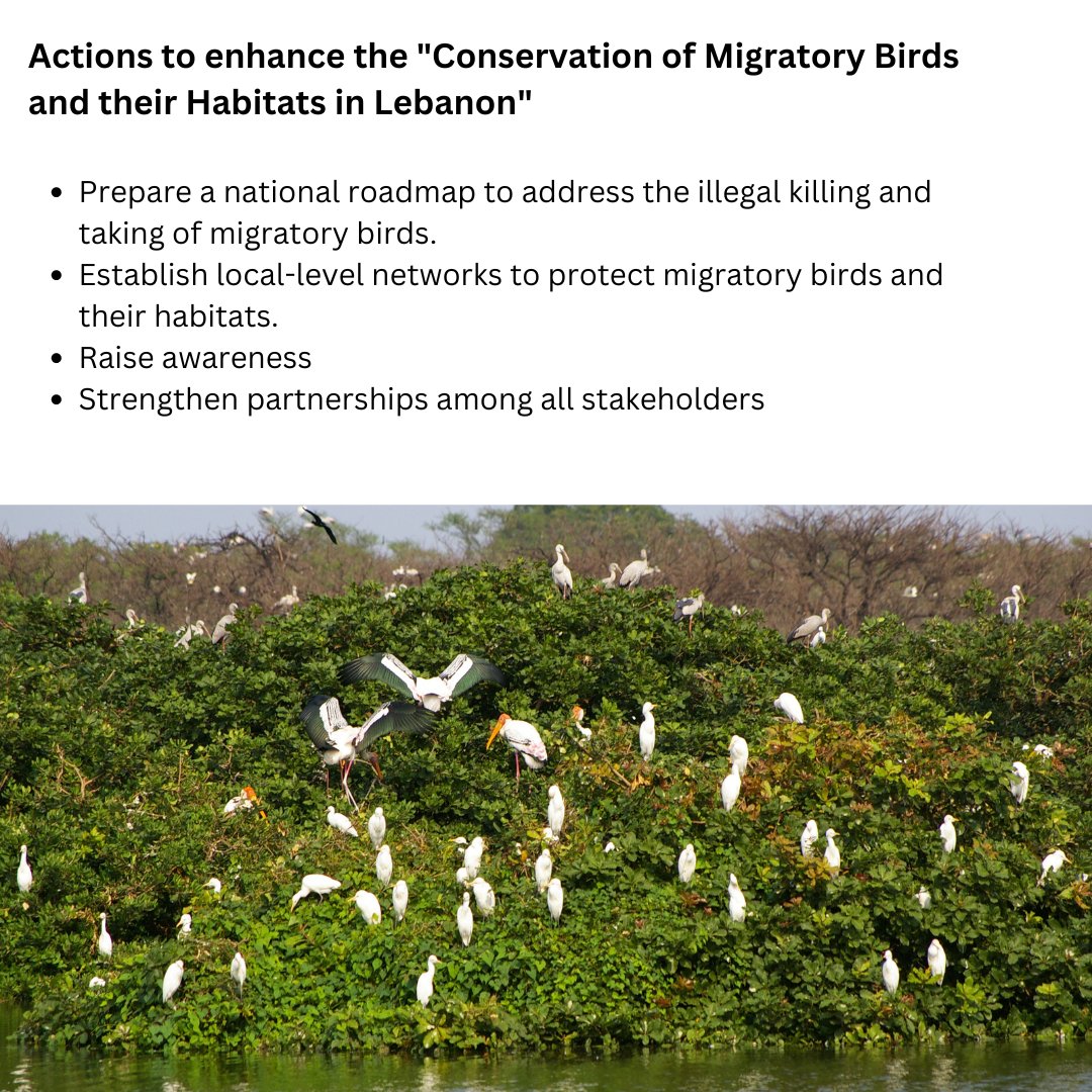 The Illegal Killing of Migratory Birds in #Lebanon has serious impact along the entire African Eurasian Flyway The #Stakeholder dialogue on the topic held in #Beirut, called for a roadmap to protect the winged visitors #Biodiversity #birdlife @samidimassi_UN ; @nasseryassin