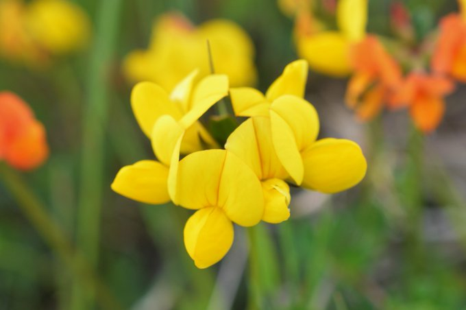 Great timing with #BiodiversityWeek starting today as we've just now received out 50,000th record through Ireland's Citizen Science Portal in 2024. Why not record species in your area this week using Ireland's Citizen Science Portal: records.biodiversityireland.ie