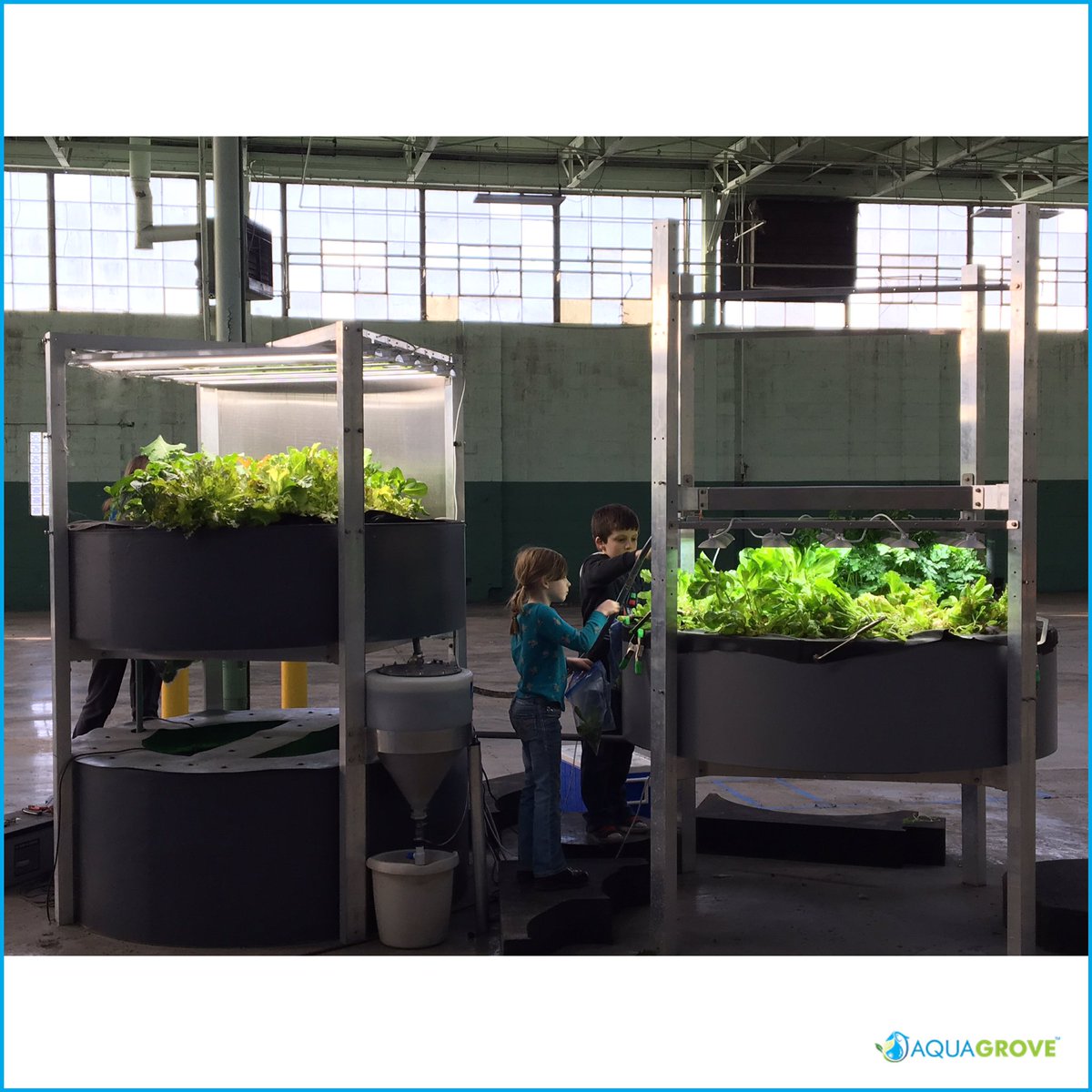 #flashbackfriday Making empty spaces green space - Looking back at an early AquaGrove system with an additional grow bed that transformed an empty warehouse in Detroit, Michigan into a healthy and thriving garden #aquaponics #sustainableliving #indoorag #education #aquagrove