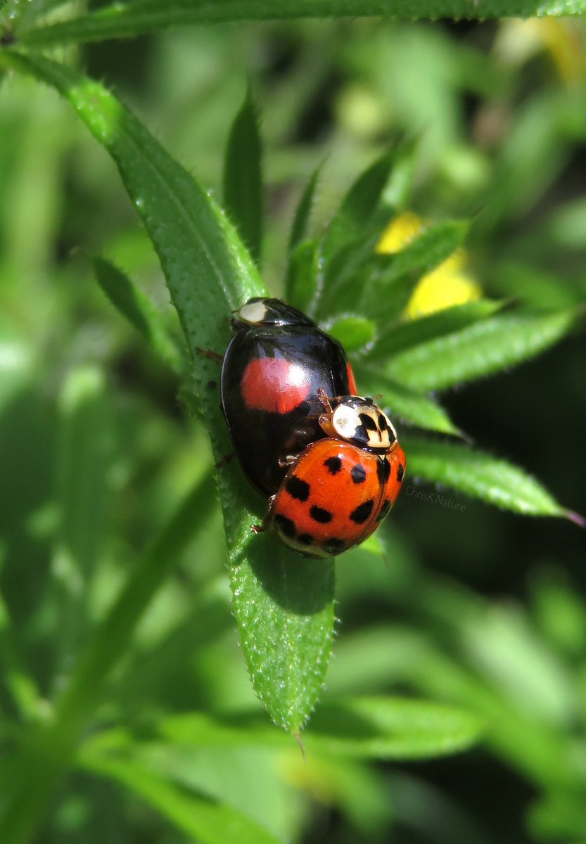 'Oi! Stop That!'

Interbreeding

I'm just jealous cos I'm single 😫

#ladybird #ladybug #insect #FridayFlyDay #wildlife #shenanigans #NatureBeauty #nature #TwitterNatureCommunity