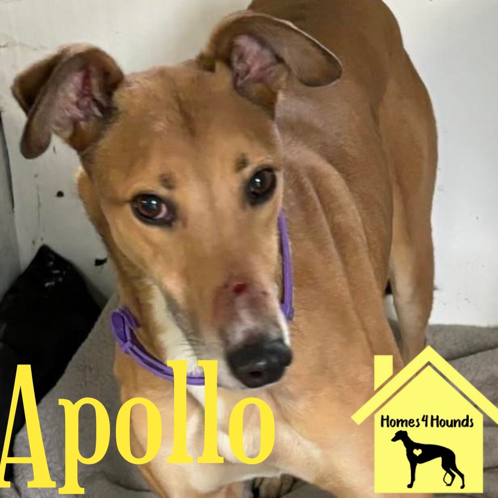 Our Apollo is ready and waiting for that call from a family to say I want you. In the meantime here’s a reminder of his needs. Can be an only boy or join an existing pack. He isn’t overly bothered about other breeds he’s met. Loves attention and has been great around children.
