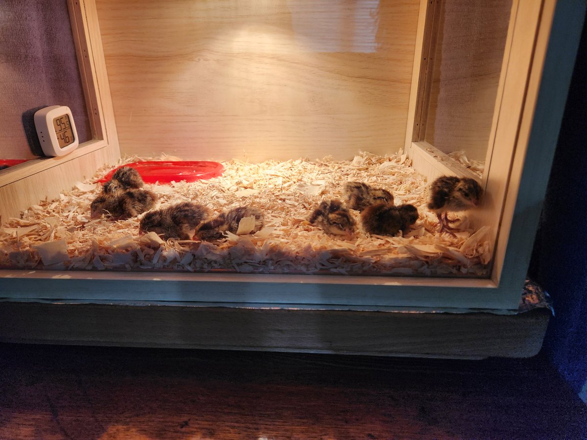 The Quail have hatched!  They are busy growing and getting ready to help our environment.  They will visit the Lido Campus soon
