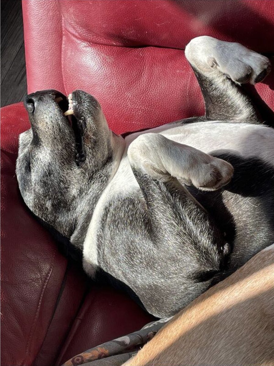 Happy #FrostyFaceFriday besties 😍🌟 Doogie enjoying the sun 🥰 #staffie @SeniorStaffy #rescuedog 🐶💙