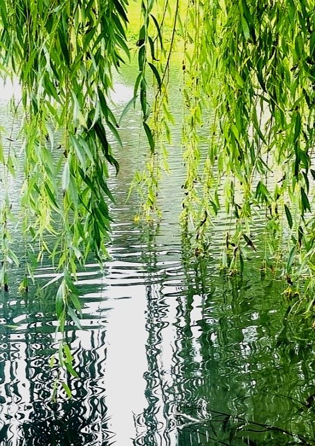 a whiff from afar scent of riparian day caught in willows shade #vss365 #riparian #haiku